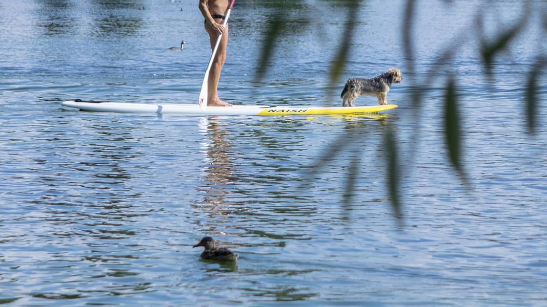Stand up Paddle in der Ortenau